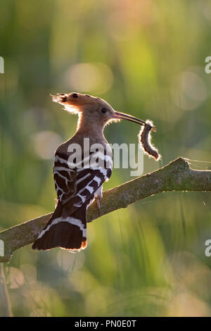 Eurasian hoopoe (Upupa epops) perched on branch with caught caterpillar prey in beak Stock Photo