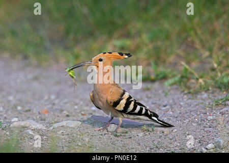 Eurasian hoopoe (Upupa epops) on the ground with caught cricket prey in beak Stock Photo