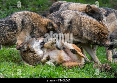 Submissive gray wolf (Canis lupus) rolling on its back among grey wolf pack members Stock Photo