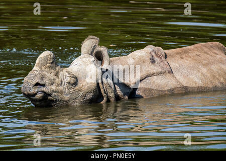 Indian rhinoceros (Rhinoceros unicornis) bathing in pond Stock Photo