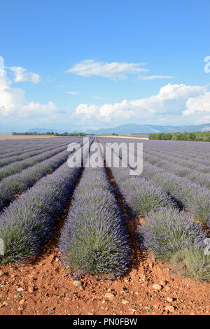 Lavender Field and Lavender Landscape on the Valensole Plateau Provence France Stock Photo