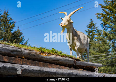 Goat at "Goats on the Roof" Coombs, Vancouver Island, British Columbia, Canada Stock Photo