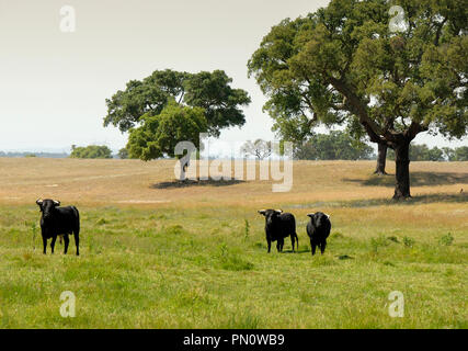 Wild bulls at the Herdade da Barroca d' Alva, Alcochete. Portugal Stock Photo