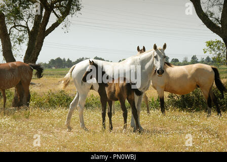 lusitano horse portugal breed portuguese pure alamy herdade barroca da