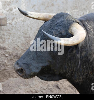 Wild bulls at the Herdade da Barroca d' Alva, Alcochete. Portugal Stock Photo