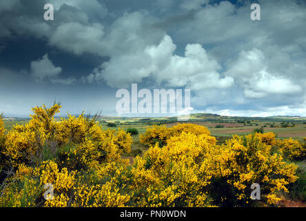 Spanish broom (Genista hispanica). Spring in the International Douro Natural Park. Tras os Montes, Portugal Stock Photo