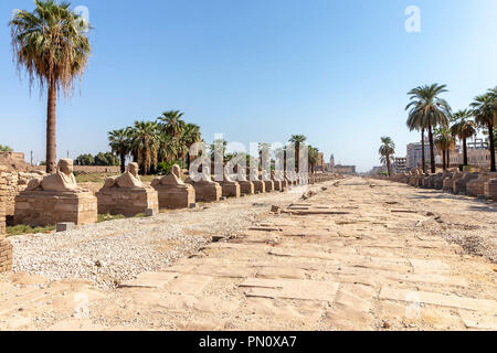 Sphinxes road at entrance to Luxor Temple, a large Ancient Egyptian temple complex located on the east bank of the Nile River in the city today known  Stock Photo