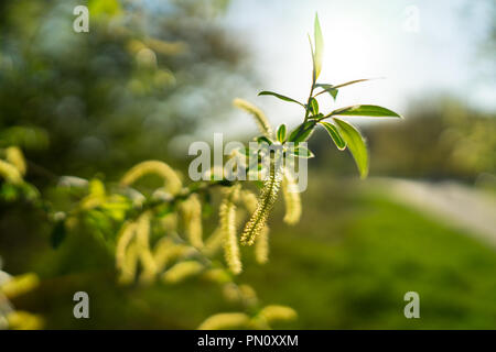 Detail of a male flowering catkin on a willow (Salix sp.) Stock Photo