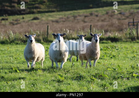 Eppnyt Hill sheep in Kintyre, Scotland Stock Photo