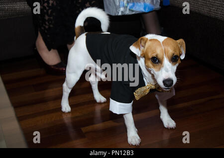 Jack Russell dog dressed smartly, dog with tie, funny photo Stock Photo