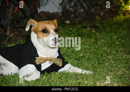 Jack Russell dog dressed smartly, dog with tie, funny photo Stock Photo