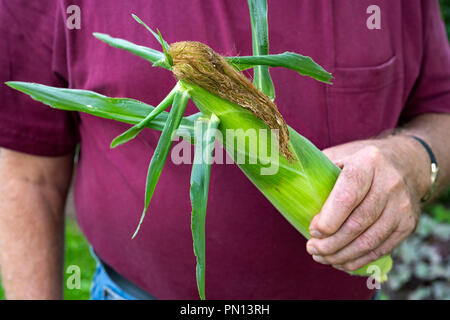 Man holding a freshly picked ear of sweet corn. Stock Photo