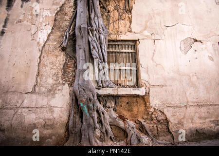 cracked concrete vintage wall background,old wall, oldest tree Stock Photo