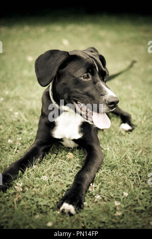 Black dog lying on grass with tongue out Stock Photo