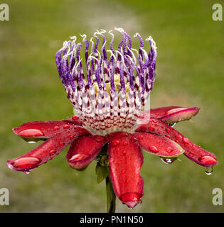 A red and purple passion flower photographed after the rain. Photograph taken in Argentina Stock Photo