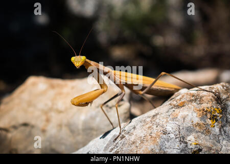 Close up of a yellow orange Praying Mantis (Mantodea) sitting on a rock looking straight at the camera. Stock Photo