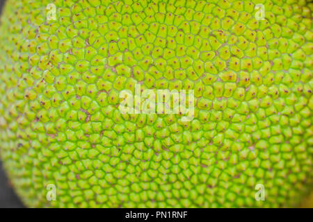 Close up view of green jackfruit rough surface for background and texture Stock Photo