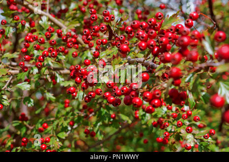 the red berries of the hawthorn, dosage hawthorn in the autumn Stock Photo
