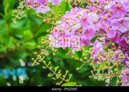Beautiful purple flower of Lagerstroemia speciosa (giant crape-myrtle, Queen's crape-myrtle, banaba plant for Philippines, or Pride of India), species Stock Photo