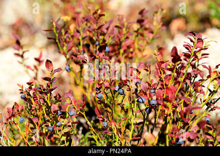 Vaccinium myrtillus, Bilberry shrub growing on forest floor in autumn. Stock Photo