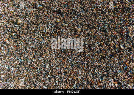 Natural sand and assorted shells, pebbles - background texture Stock Photo