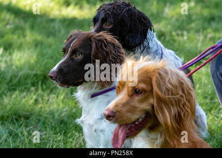 Chatsworth House activities including working gundogs and country show events and displays Stock Photo