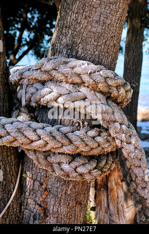 white rope tied to the tree 8092905 Stock Photo at Vecteezy