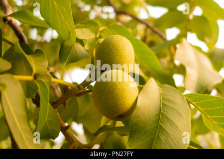 Green unripe walnuts hang on a tree on a bright sunny day. Stock Photo