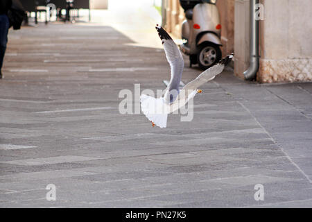Seagull in flight. Single seagull flying in the street as a background. White flying seagull on the city street. Stock Photo