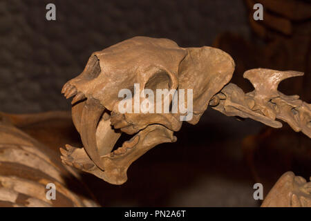 False saber-tooth, Barbourofelis loveorum, 8-9 million years old from the Miocene period, Florida Stock Photo