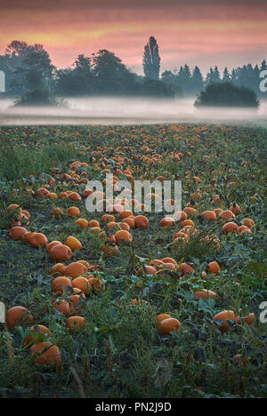 Morning Mist Pumpkin Patch. Pumpkins ready for harvest in a misty field. Stock Photo