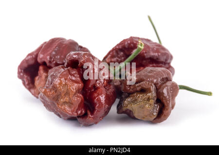 trinidad moruga scorpion chocolate extremely hot pepper variety Stock Photo