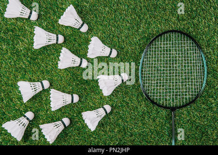 flat lay with badminton racket and white shuttlecocks on green lawn Stock Photo