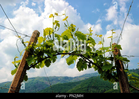 Young grapevine shoots and early grape clusters growing on trellis wires with hills and sky background in Prosecco region, Valdobbiadene, Italy Stock Photo
