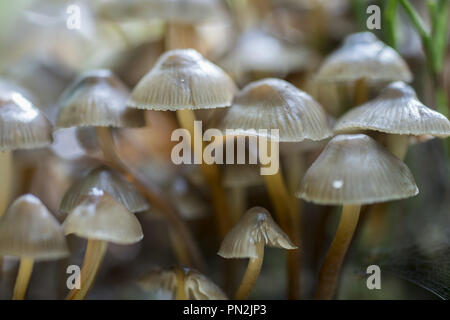 Mycena is a large genus of small saprotrophic mushrooms Stock Photo