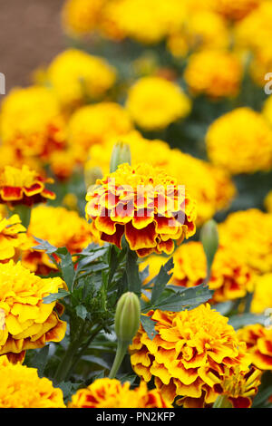 Tagetes patula. French Marigold 'Bonanza Bee' flowers. Stock Photo