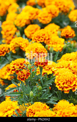 Tagetes patula. French Marigold 'Bonanza Bee' flowers. Stock Photo