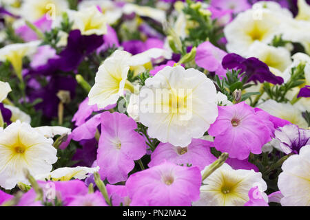 Petunia x hybrida 'Madness Moonlight Mix' flowers. Stock Photo