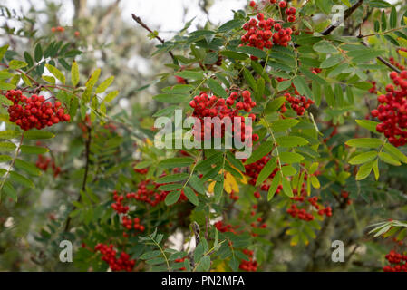 Scottish Native Red Rowan Berries on a tree in warm golden sun Stock ...