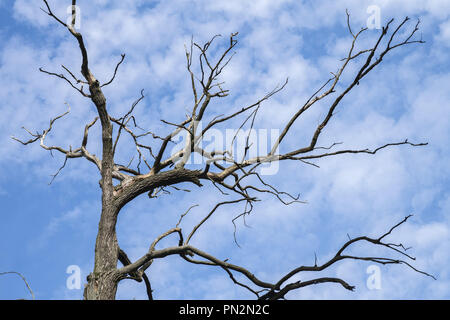 dry tree against the blue sky Stock Photo