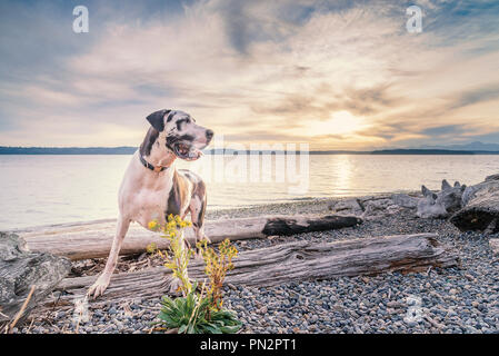 Harlequin great dane dog on driftwood beach Stock Photo