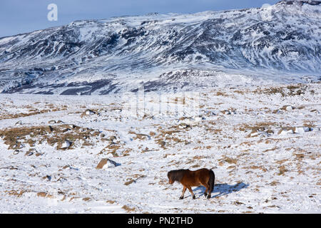 Single dark brown Icelandic pony in glacial landscape of South Iceland with Uthlioarhraun mountains behind Stock Photo