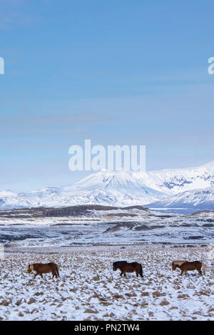 Herd of Icelandic ponies in glacial landscape of South Iceland walking in a line up following the leader Stock Photo