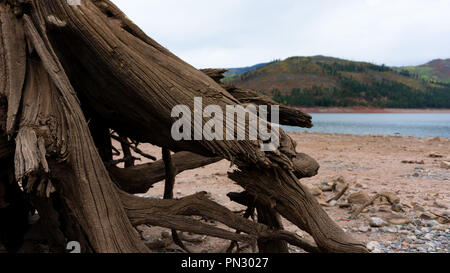 The edge of the lake of Vallecito in southern Colorado sits tree roots that were once covered in water and used as artificial structure for fish. Stock Photo