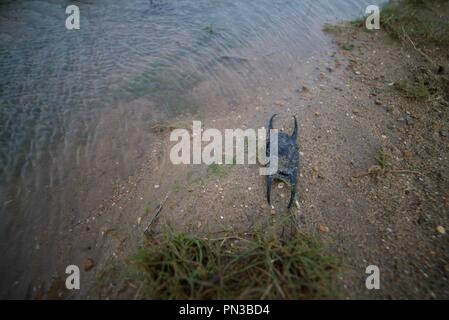 Ray or Shark egg casing on a beach (also called a Mermaid Purse or Chondrichthyes) Stock Photo