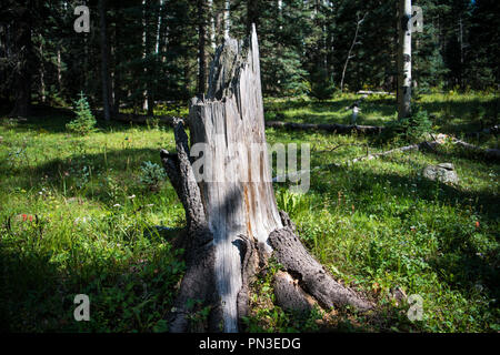 Old, weathered tree stump in a grassy, sun-dappled clearing with scattered wildflowers - Pecos Wilderness in northern New Mexico Stock Photo