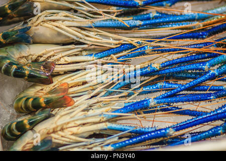 Extra large size of giant malaysian prawn (Macrobrachium rosenbergii) also known as the giant river prawn or giant freshwater prawn, is a commercially Stock Photo
