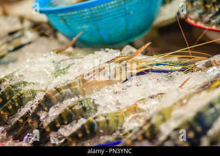 Extra large size of giant malaysian prawn (Macrobrachium rosenbergii) also known as the giant river prawn or giant freshwater prawn, is a commercially Stock Photo