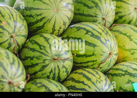 Many big sweet green watermelons background. Extra jumbo size of organic watermelons (Citrullus lanatus) for sale at the fruit market. Stock Photo