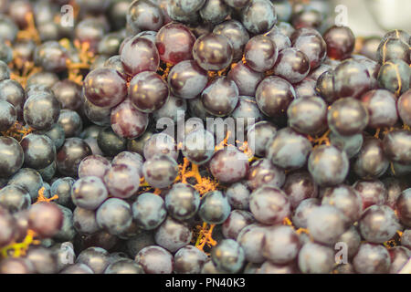 Black Corinth grapes cluster, Champagne grapes isolated on white ...